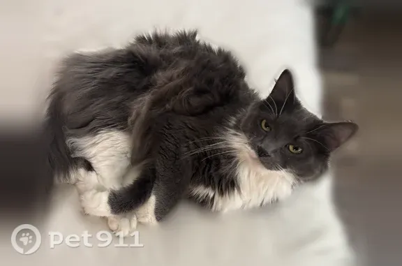 Missing cat Male, Columbia (usl546180) - photo