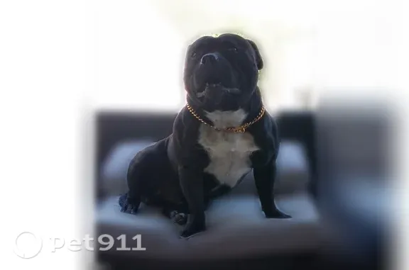 Missing dog West Freehold, photo: Missing dog Male, West Freehold (usl546183)