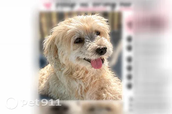 Missing dog Female, Flint (usl546185) - photo
