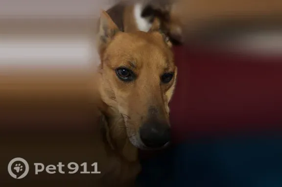 Missing dog Amarillo, photo: Missing dog Female, Amarillo (usl546190)