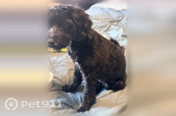 Missing dog Male, South Salt Lake (usl546191) - photo