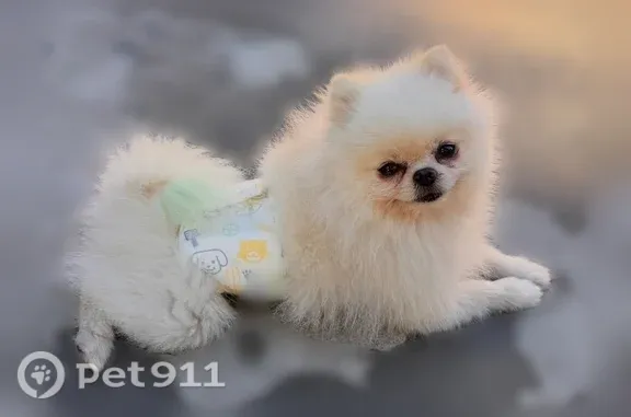 Missing dog Male, San Jose (usl546197) - photo