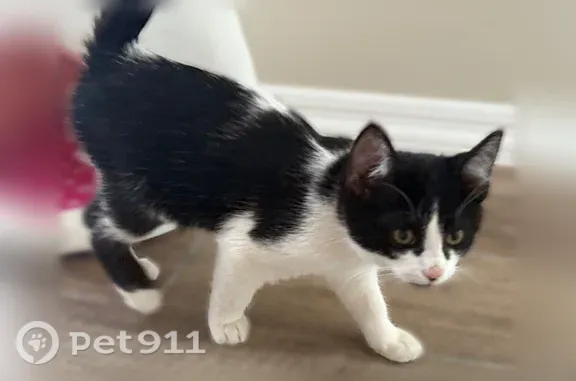 Lost and found pets Tempe, photo: Missing cat Female, Tempe (usl546200)