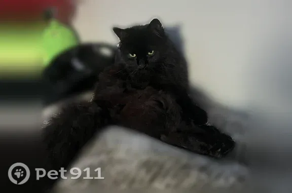 Missing cat Female, Des Plaines (usl546201) - photo