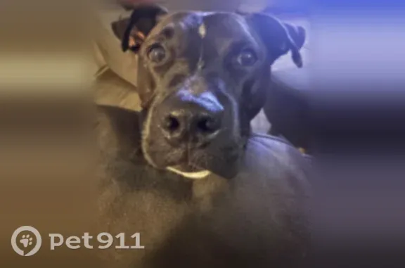 Missing dog Male, Ewa Beach (usl546202) - photo