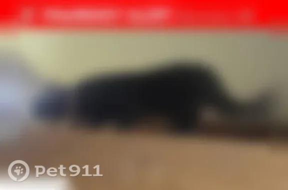 Missing cat Male, Tacoma (usl546203) - photo