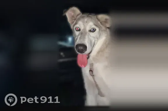 Found dog Male, Midvale (usf54...