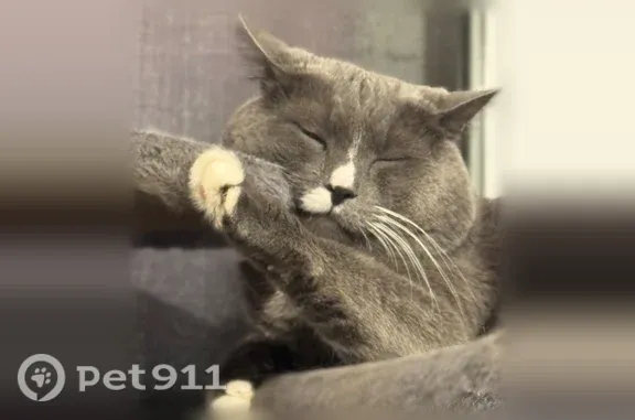 Missing cat Male, Ashland (usl546205) - photo