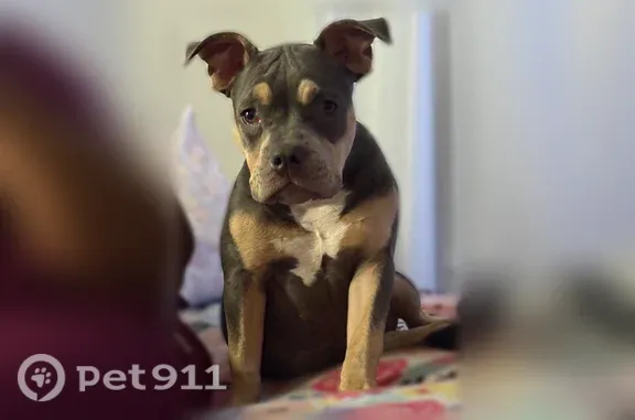 Tri color pit bull terrier with a patch missing on her back