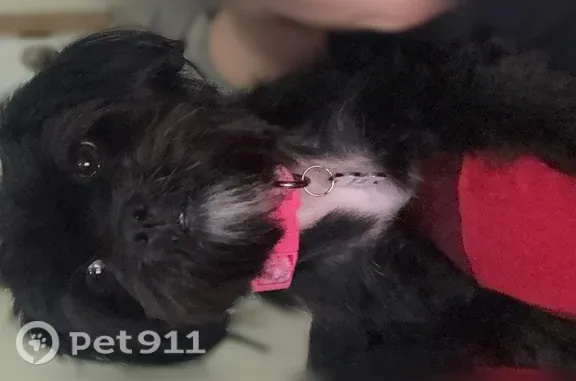 Missing dog Female, Fayetteville (usl546209) - photo