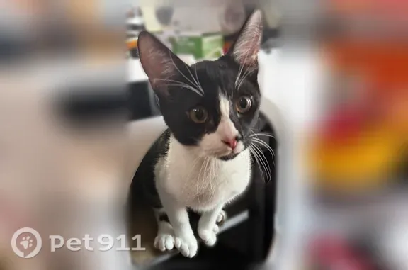 Missing cat Male, Arlington (usl546211) - photo