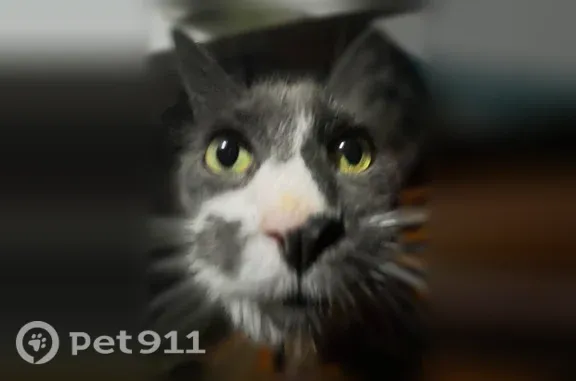 Missing cat Male, Springdale (usl546214) - photo