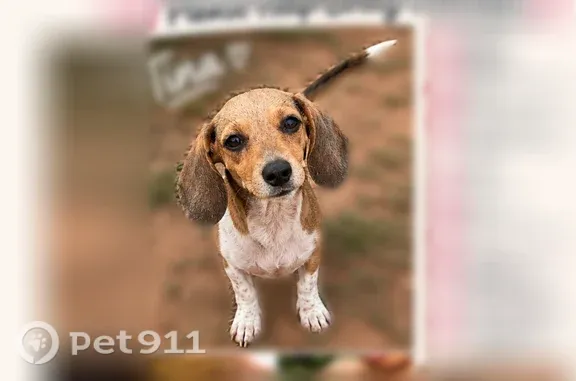 Missing dog Female, Oklahoma City (usl546215) - photo