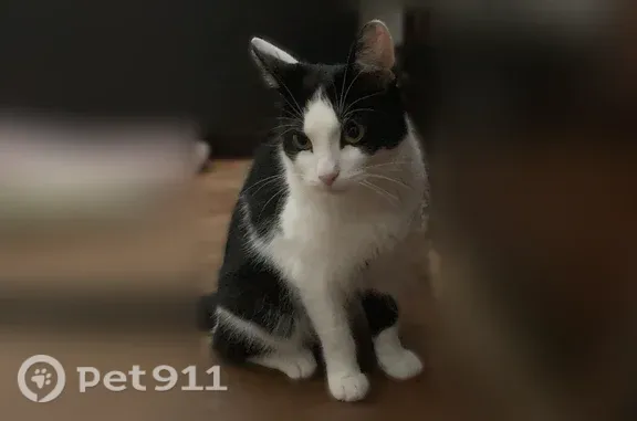 Lost and found pets Boston, photo: Missing cat Female, Boston (usl546216)