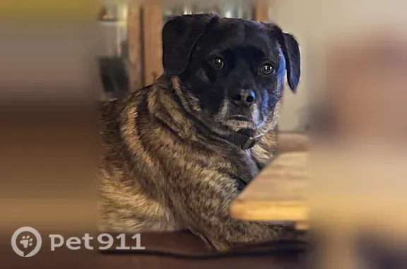 Missing dog Male, Petersburg (usl546217) - photo