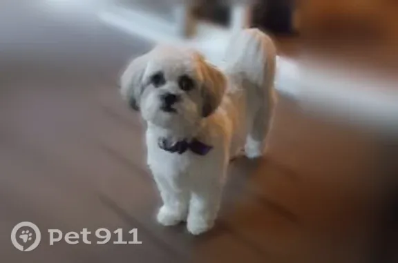 Missing dog Male, Spokane Valley (usl546221) - photo