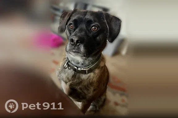 Missing dog Male, Richmond (usl546223) - photo