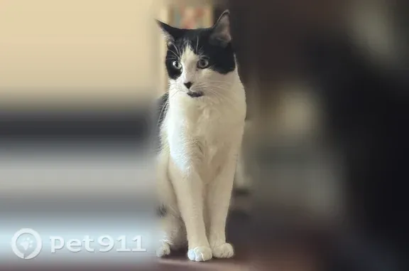 Missing cat Male, Waynesboro (usl546225) - photo