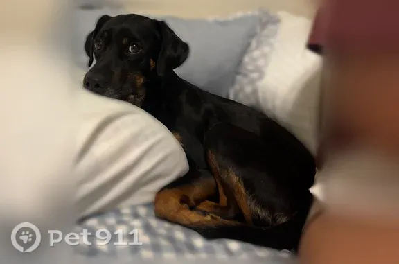 Missing dog Male, Grenada (usl546226) - photo