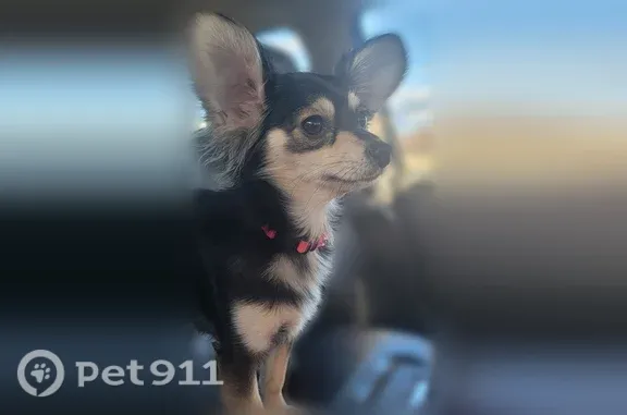 Missing dog Female, Caldwell (usl546213) - photo