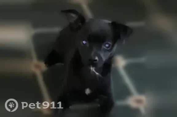 Missing dog Male, Atwater (usl546229) - photo