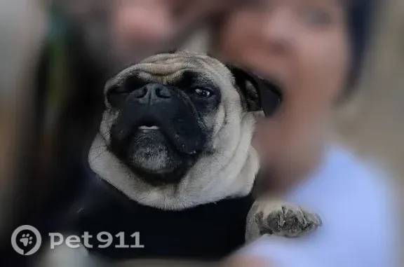 Missing dog Johnston, photo: Missing dog Male, Johnston (usl546230)