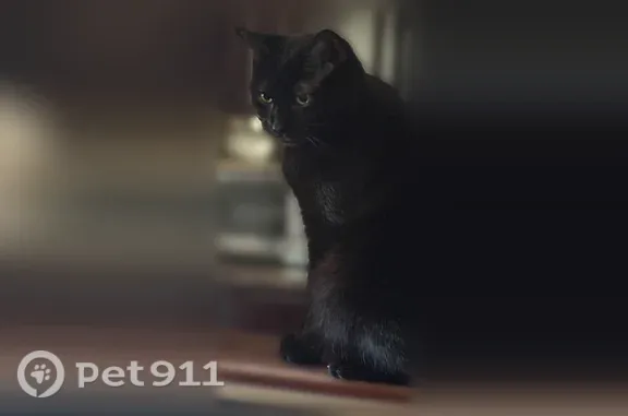 Missing cat Male, Waynesboro (usl546231) - photo