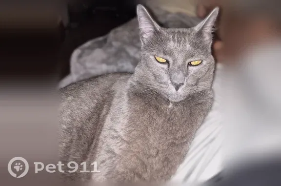 Lost pets Irving, photo: Missing cat Female, Irving (usl546233)