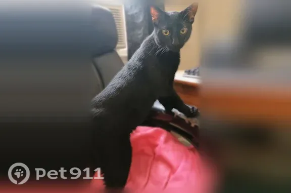 Lost and found pets Baltimore, photo: Cat found Male, Baltimore (usf546239)