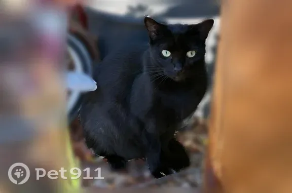 Lost and found pets Portland, photo: Missing cat Female, Portland (usl546240)