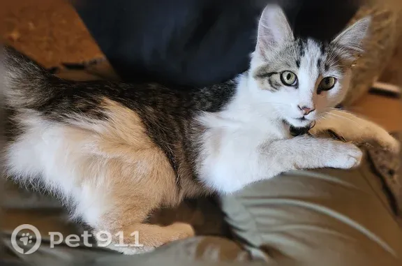 Missing cat Male, Brownsville (usl546241) - photo