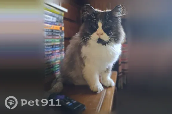 Missing cat Baker City, photo: Missing cat Male, Baker City (usl546244)