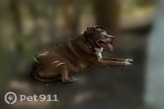 Lost female dog, Cleveland Avenue, 2412, Waco — brown and white, loving, collar missing - photo