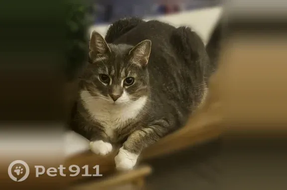 Lost male cat, Hill Road, Canaan, Newport — white belly and paws - photo