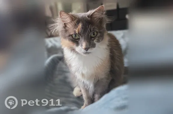 Lost cat, Allentown Road, 901, Lansdale — female dilute calico - photo
