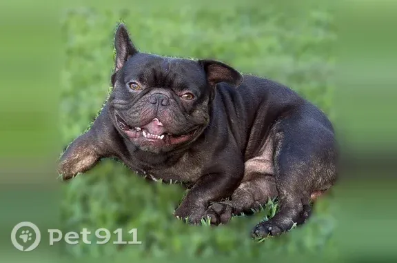 Missing dog Miami, photo: Lost male dog, West 32nd Street, 1420, Hialeah, Miami
