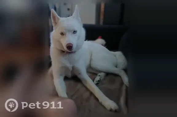 Lost dog, North Carolina 27, 4754, Lincolnton, Lincolnton — female Husky in a pink collar - photo