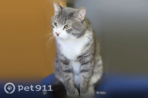 Lost cat, Jackson Avenue, Hackensack, Manhattan — gray and white male - photo