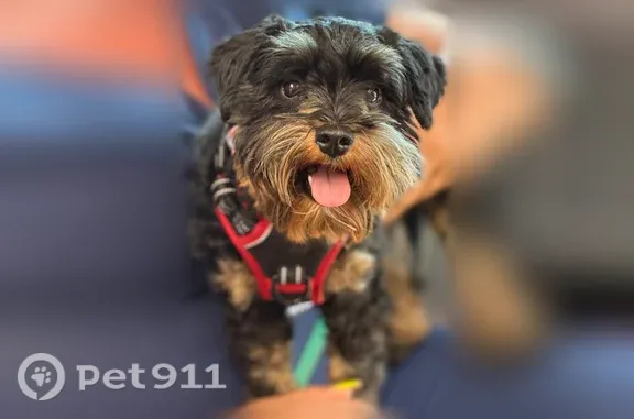 She is around 12lbs miniature schnauzer with the cut, she is a black and red. She has on a blue leopard print collar