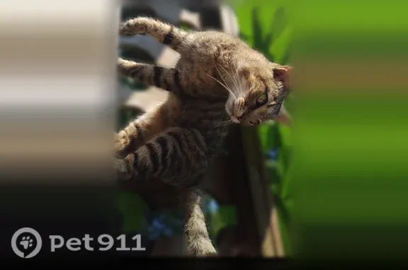 Lost cat, Shenandoah Drive, 158, Johnson City — male brown tabby, responds to his name - photo