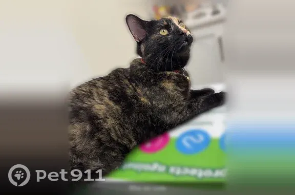 She has an orange collar with a bell she loves people. She is black but with a lot of orange in her
