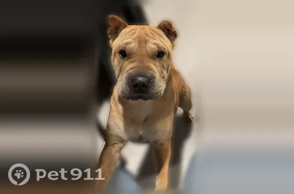 Lost dog, Exposition Boulevard, 1501, Sacramento — female, beige/tan Shar-Pei mix - photo