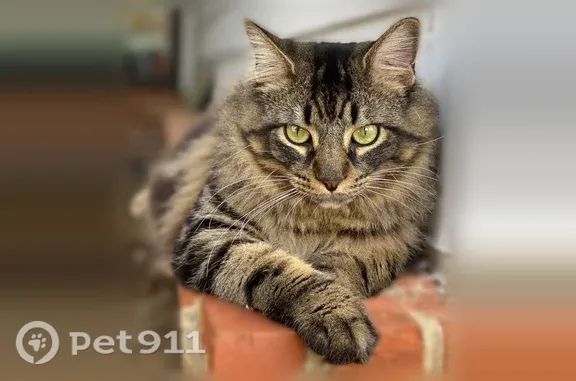 Lost and found pets Huntsville, photo: Lost cat, male, Drummond Road Southwest, 617, Huntsville — long-haired Maine Coon mix