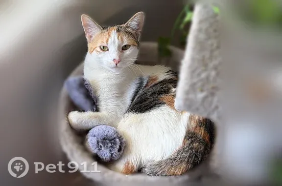 Lost and found pets Colorado Springs, photo: Lost cat, West Cucharras Street, 1922, Colorado Springs — shy 1-year-old calico female