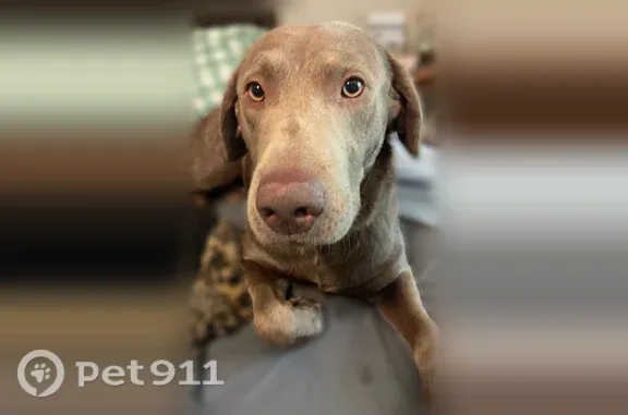 Missing dog Magalia, photo: Lost Dog, Denise Drive, 14755, Magalia — shy male Silver Lab