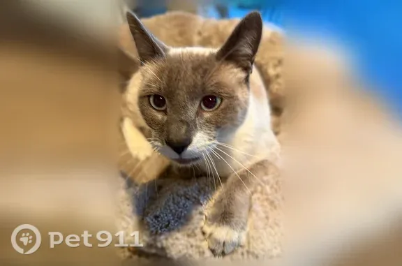 Lost and found pets Salem, photo: Found cat, male, Spring Street South, Salem — friendly and talkative