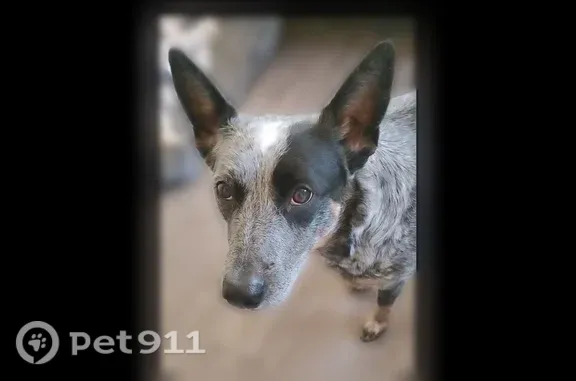 Lost dog, female, Independence Boulevard, Kansas City — Australian cattle dog named Lunar - photo