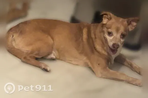 Lost dog, Fulton Street, Elizabeth — male with cherry eyes - photo