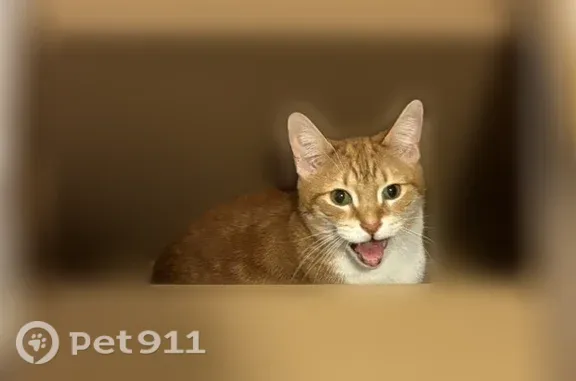 Lost cat, Dawson Street, 5,7, Boston — orange-and-white male, 12 years old - photo