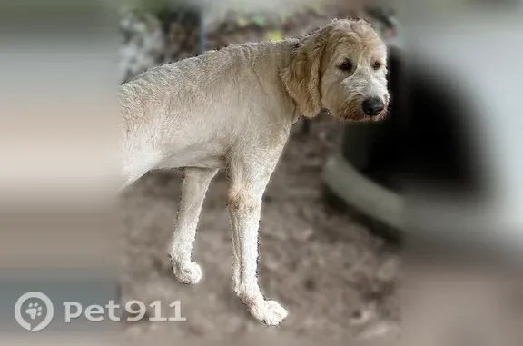 Lost dog, Palmyra — tall light tan Pyrenees-poodle mix - photo